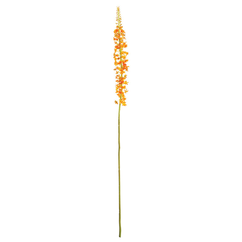 46-Inch Eremurus Stem
