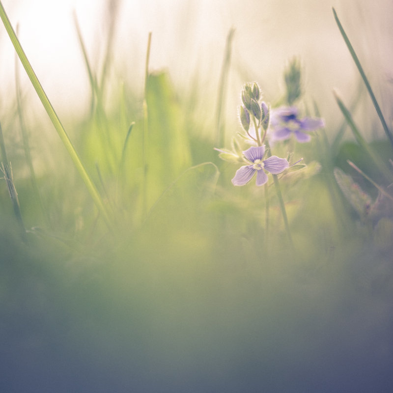 Belle prairie avec des fleurs bleues par Jeja, H 36 po x l 36 po