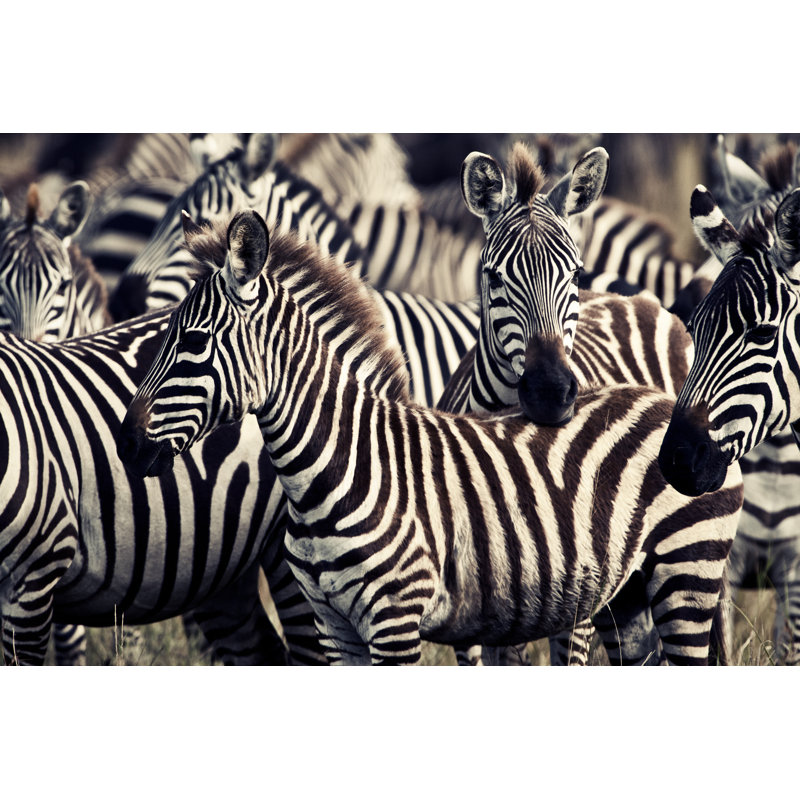 Black And White Wildlife by Pieter-Pieter - Wrapped Canvas Print, 20cm H x 30cm W x 3.8cm D