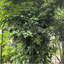 Metal Garden Trellis