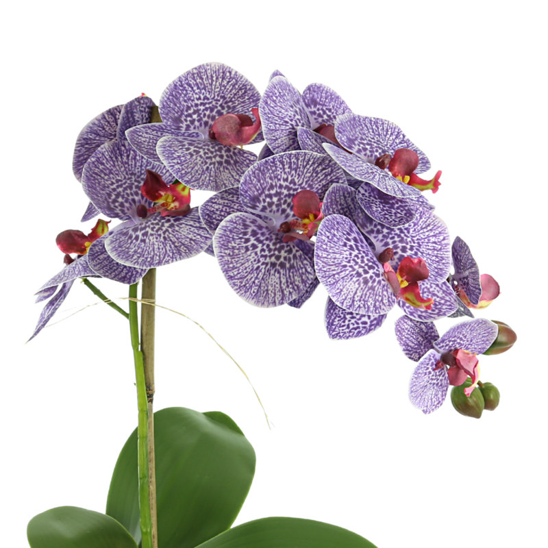 Arrangement floral orchidée dans un vase
