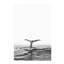 « baleinee », impression-43719275-43719265