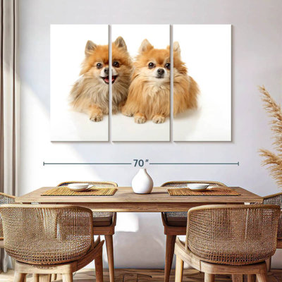 Posing Pomeranians