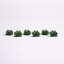 Plante à feuillage de cactus