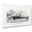 Hunted Whale by Charles D' Orbigny - Wrapped Canvas-55359518