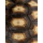 Carapaced Motif III Print by Austin Beiv-26925495-26925496