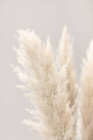 Pampas Grass 03