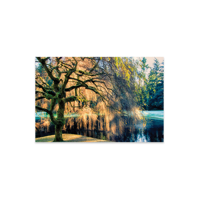 Saule - peinture sans cadre