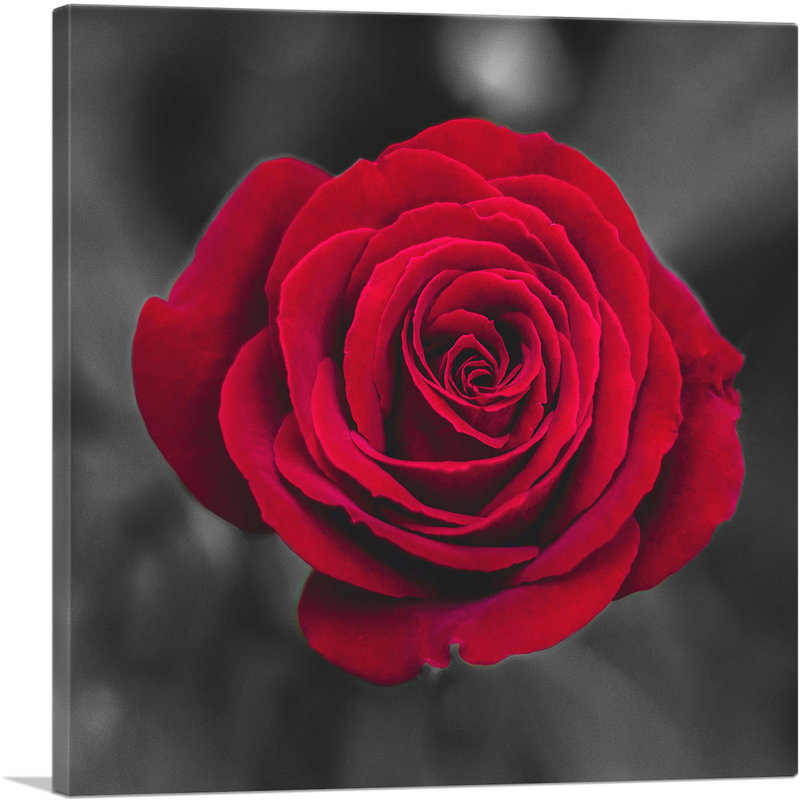 «Red Rose Flower in Garden», impression sur toile tendue, H 26 po x l 26 po x P 1,5 po