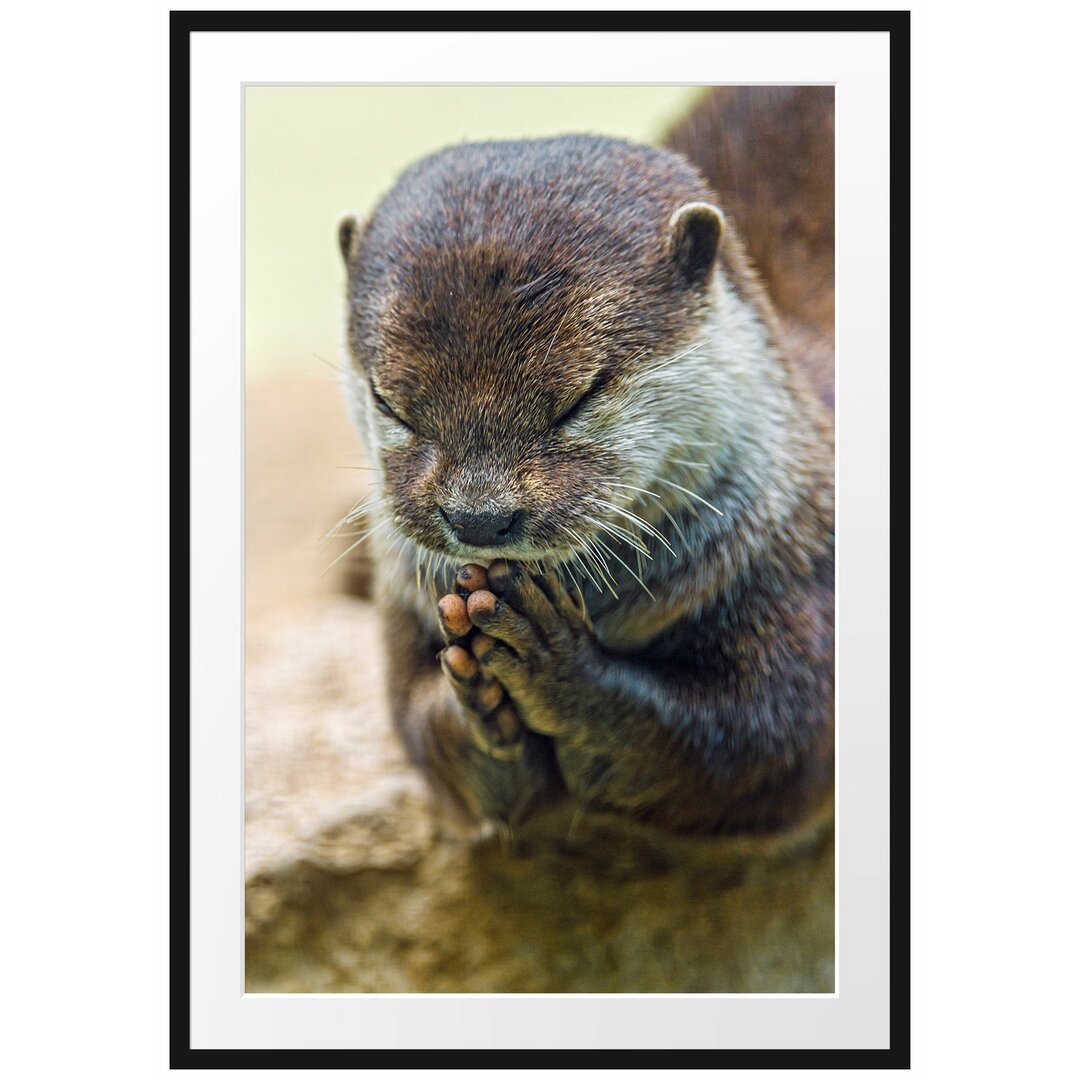 Anmutiger kleiner Otter Gerahmter Fotokunstdruck Poster