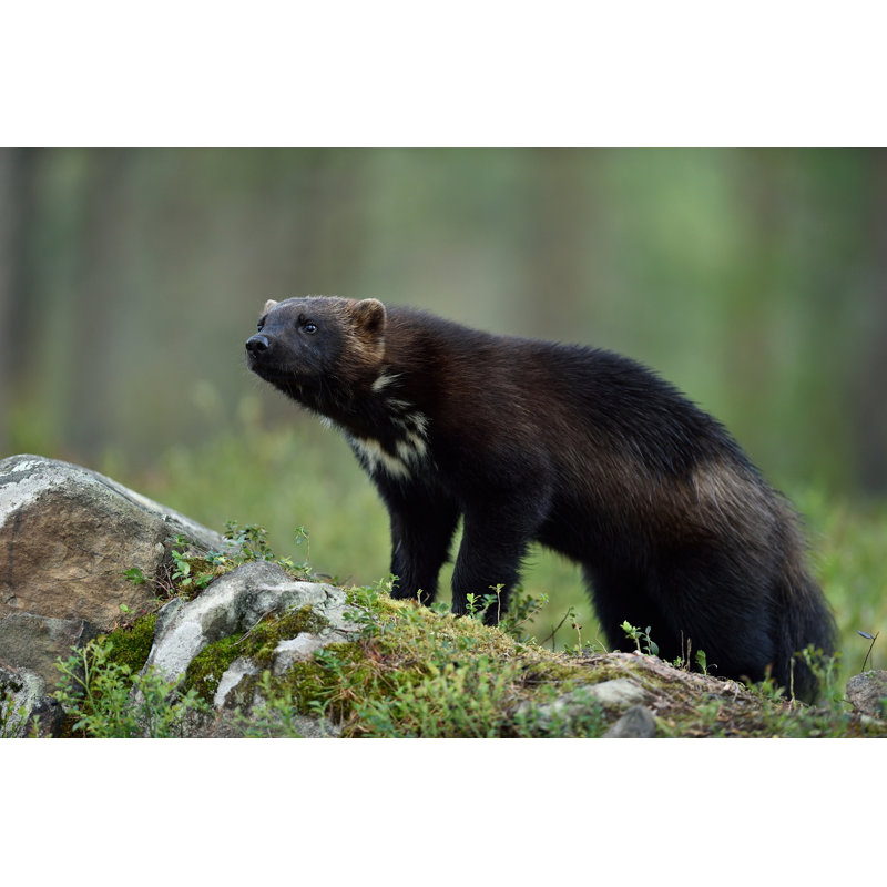 Wolverine (Gulo Gulo) On Stone In Forest by ErikMandre - Wrapped Canvas Print, 30cm H x 46cm W