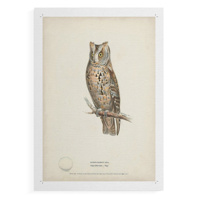 Scops Eared Owl - Impression sur toile seulement - NON CADRE, H 18 po x l 12 po