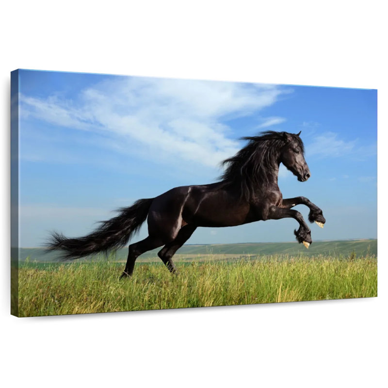 Brampt superbe cheval frison, H 16 po x l 24 po