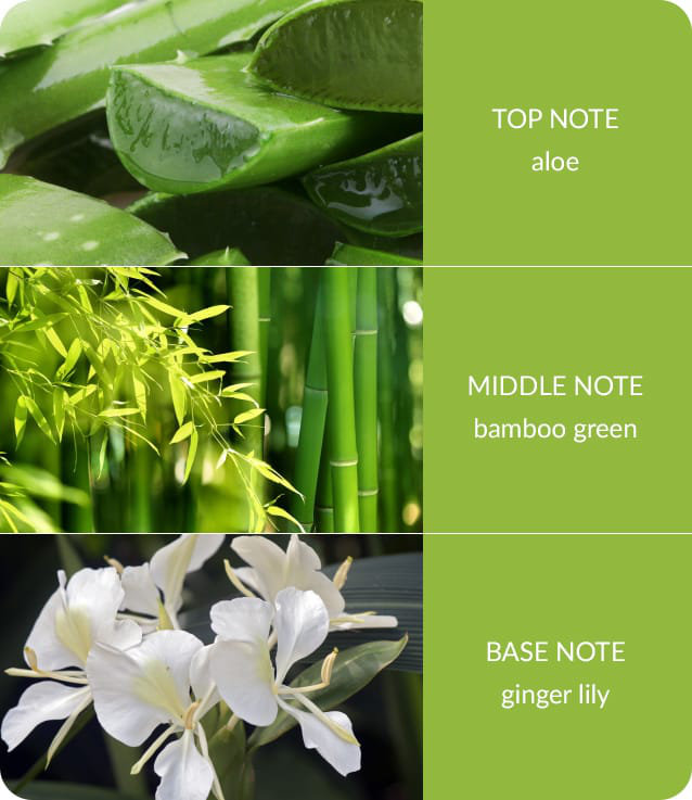 Bamboo Everyday Plant / Floral Room Sprays