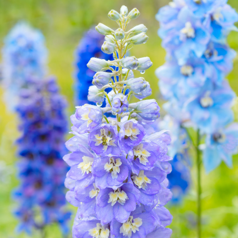 Fleurs de Delphinium - Photographie sur toile, H 12 po x l 12 po
