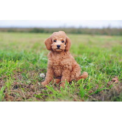 " Cute Red Toy Poodle Puppy Sitting Outdoors On Green Grass "