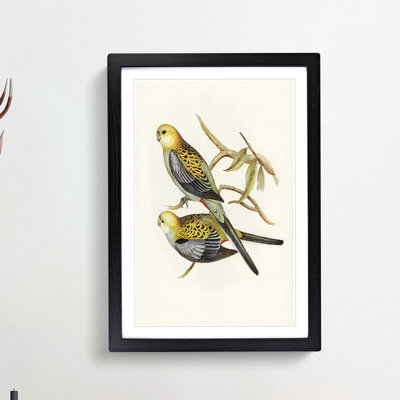 Pale Headed Parakeets by Elizabeth Gould - Framed Print