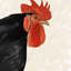 poule - Toile encadrée pour la cuisine-120117805