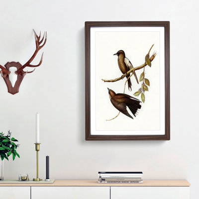 Grey-Breasted Wood swallows by Elizabeth Gould - Picture Frame Painting Print