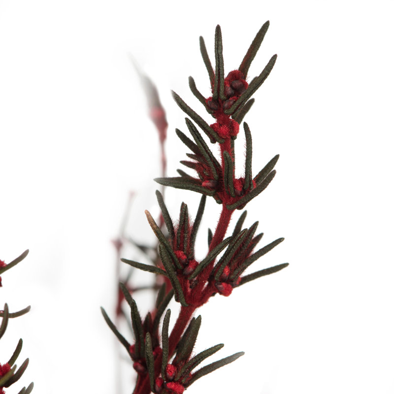 Preserved Grabia Arrangement, Red