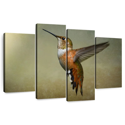 Colibri roux Brampt femelle