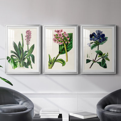 Reproduction encadrée antique de qualité florale II - prête à être accrochée