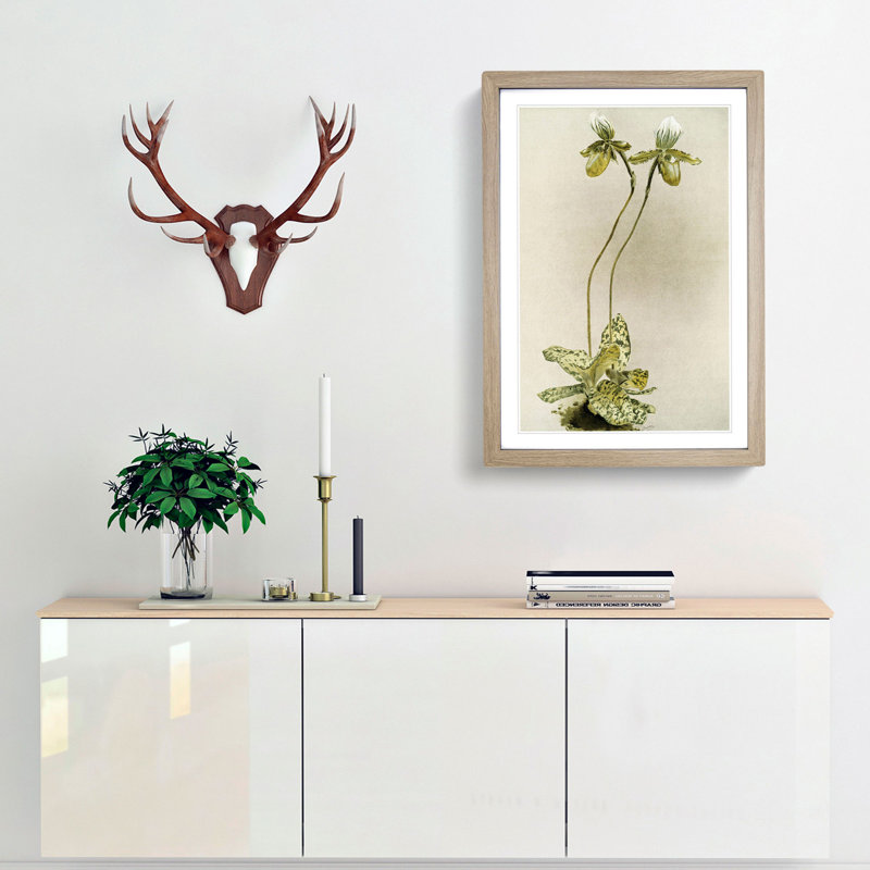 Magnolia Flowers Illustration Tab. 23 by Frederick Sander - Picture Frame Painting Print, 91cm H x 60cm W x 2cm D, Oak