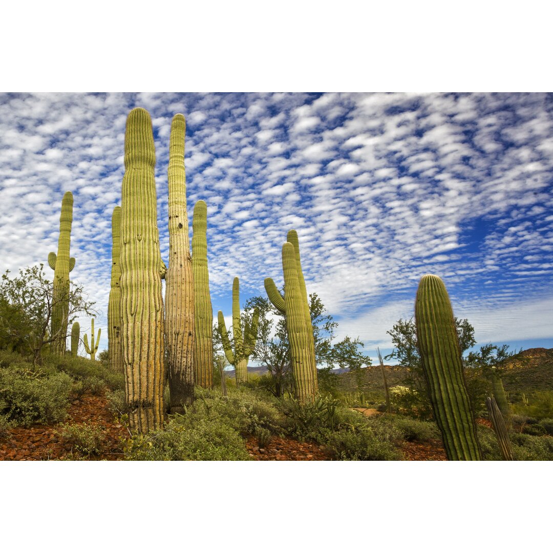 Leinwandbild Cacti View III von David Drost