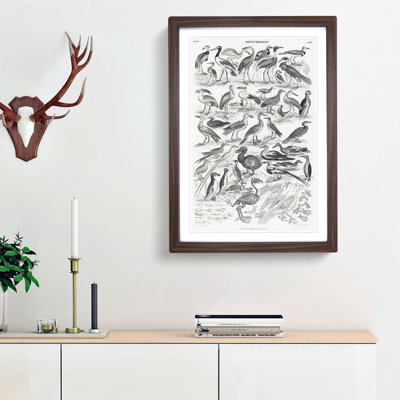 Ornithology Study of Birds LXXIL by Oliver Goldsmith - Picture Frame Drawing Print