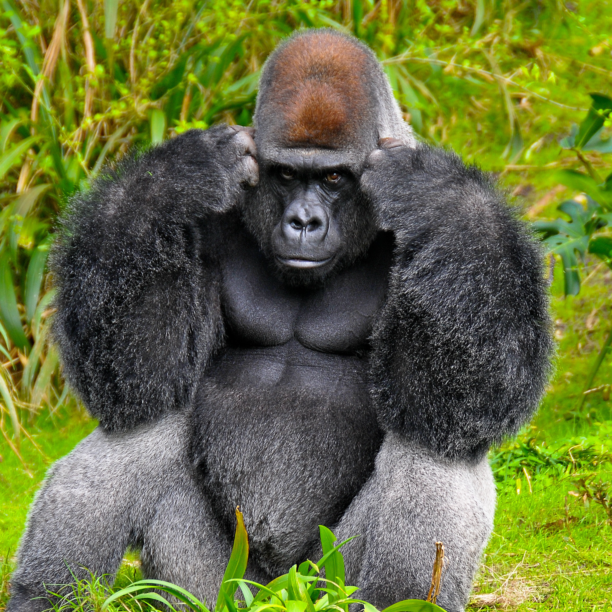 Throw Pillow A large male silver of back gorilla sitting 