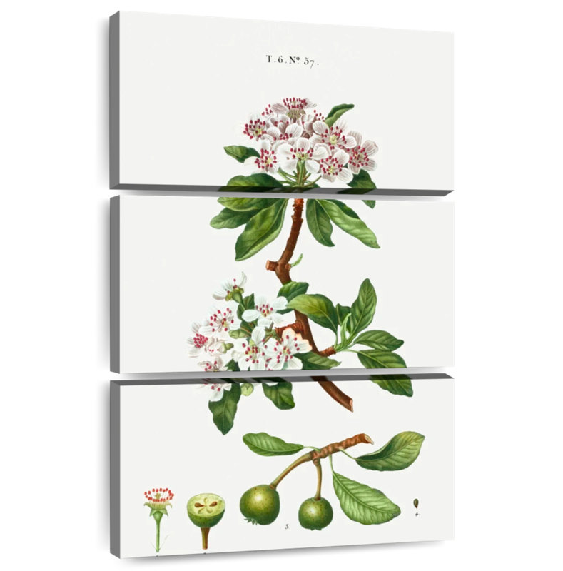 Poire à feuilles d'amande Keiri