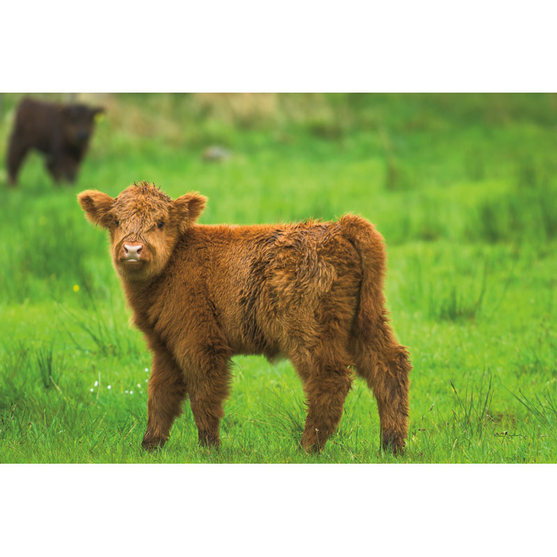 «Scottish Highland Cattle X» par Alan Majchrowicz - reproduction de photo sur toile tendue, H 8 po x l 12 po
