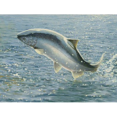 Salmon
