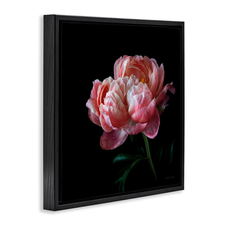 Photographie de rose foncé, H 18 po x l 18 po, Cadre flottant noir de jais