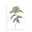 Camellia Flower Illustration, plaque murale, conception par Cecilia Battaini-791468278