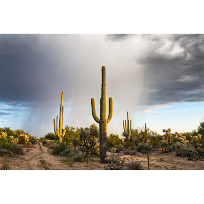 " Arizona Desert Landscape "