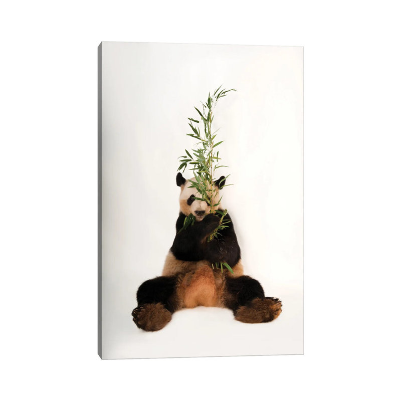 A Giant Panda At Zoo Atlanta I 1 Piece Wall Art on Canvas, 30.48 cm H x 45.72 cm W, Canvas