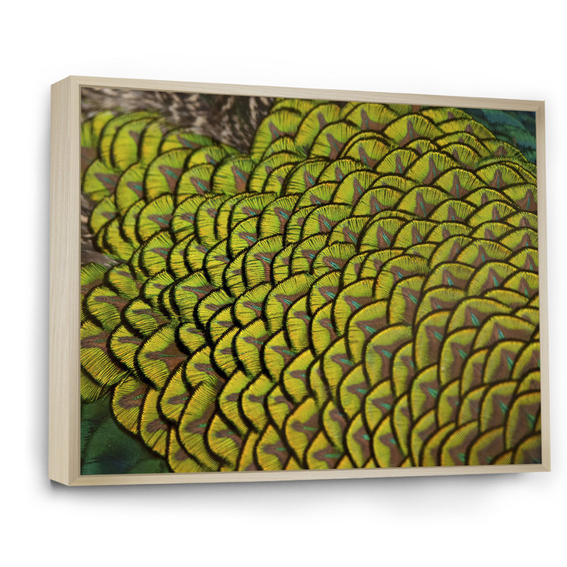 «Green Peacock Feathers II», reproduction d'art sur toile, H 12 po x l 20 po x P 1 po, Cadre naturel flottant