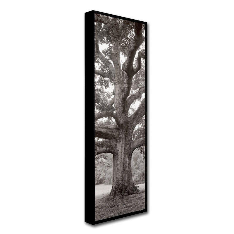 "Hampton Field Tree II" par Alan Blaustein, reproduction de photo, H 32 po x l 10 po x P 2 po