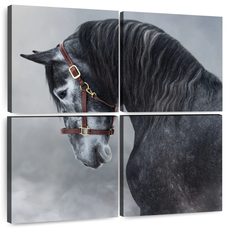 Brampt Gray Andalusian Horse