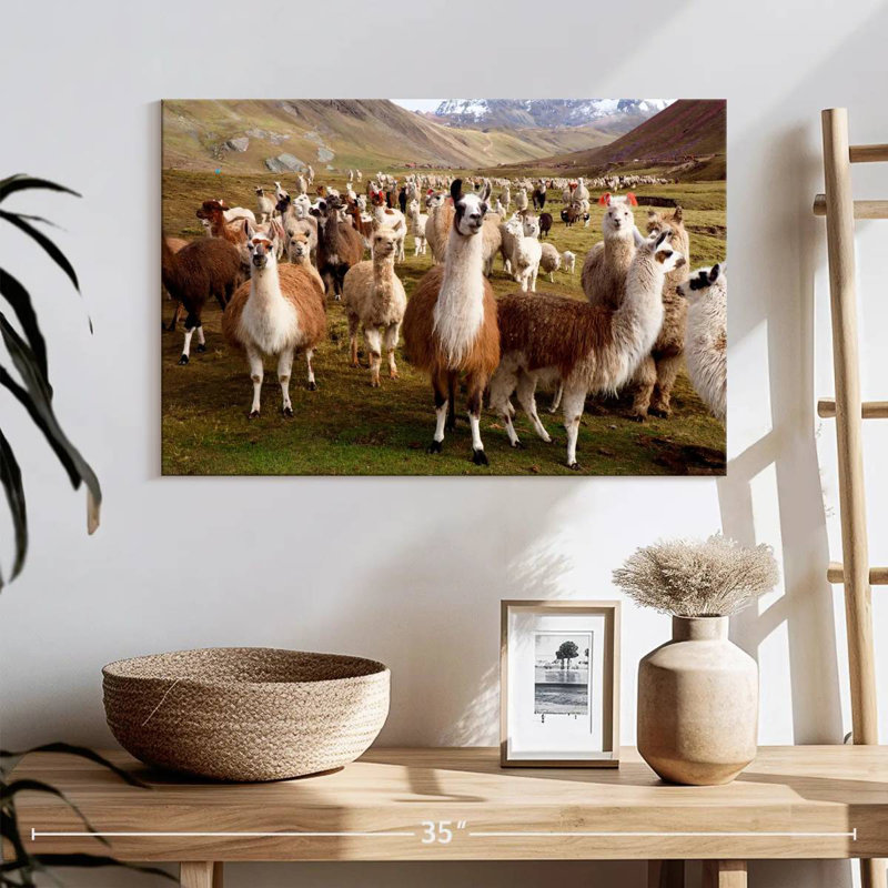 Brampt Llamas And Alpacas, 16" H x 24" W