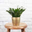 Janet Craig Compacta Dracaena Plant in Pot