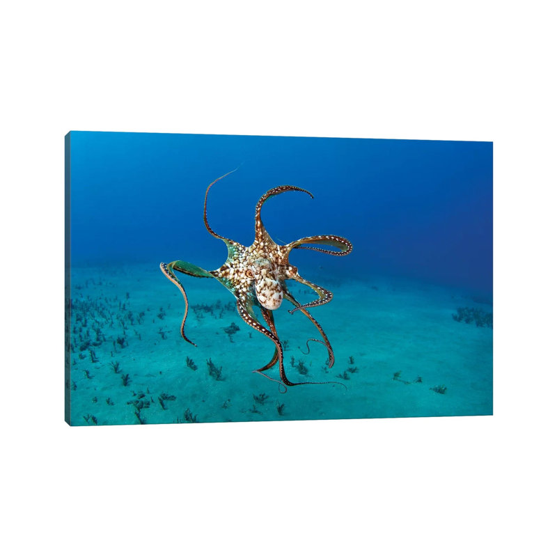 Day Octopus (Octopus Cyanea), Hawaii by VWPics - Wrapped Canvas Print, 30.48 cm H x 45.72 cm W