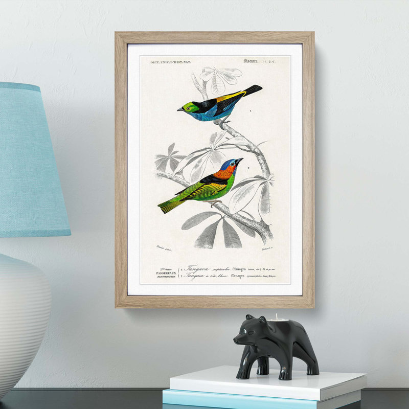 Bird Illustrations PL. 2C by Charles d Orbigny - Framed Print, Oak Framed, 45cm H x 33cm W x 2cm D