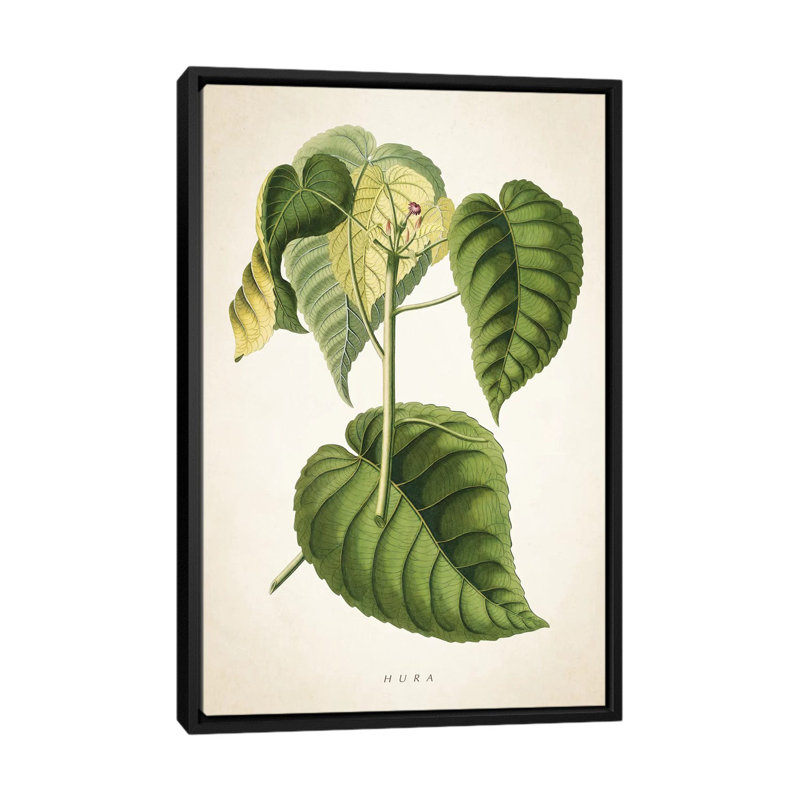 «Hura Botanical» par Aged Pixel, reproduction sur toile tendue sur châssis, H 26 po x l 18 po x P 1,5 po, Pas de tapis