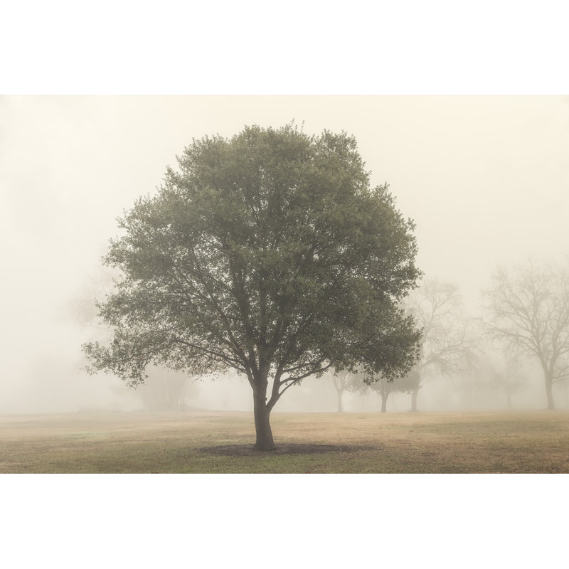 Trees in the Fog I by Dianne Poinski - Photograph Print, 20cm H x 30cm W, Wrapped Canvas