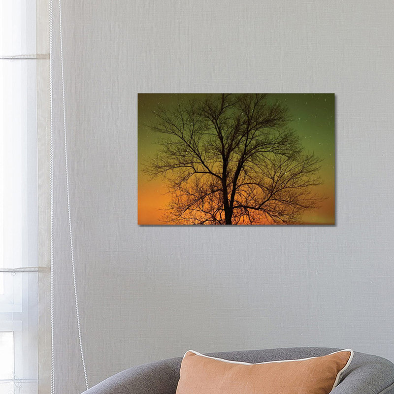 Canada, Manitoba, Birds Hill Provincial Park. Aurora Borealis And Cottonwood Tree 1 Piece Wrapped Canvas Wall Art
