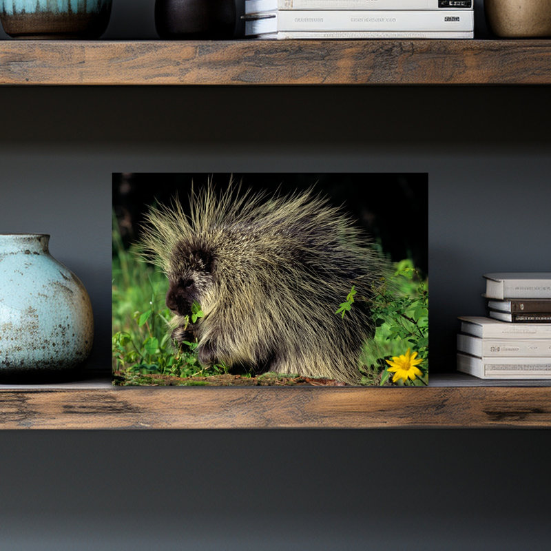 Porcupine On Log Eating Leaves Erethizon Dorsatum Abstract Contemporary Animal Nature Wall Art, H 12 po x l 18 po