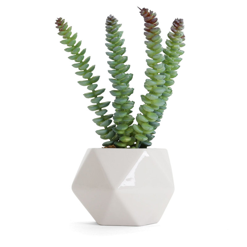 2,75 po plante Crassula Marnierana artificielle en pot
