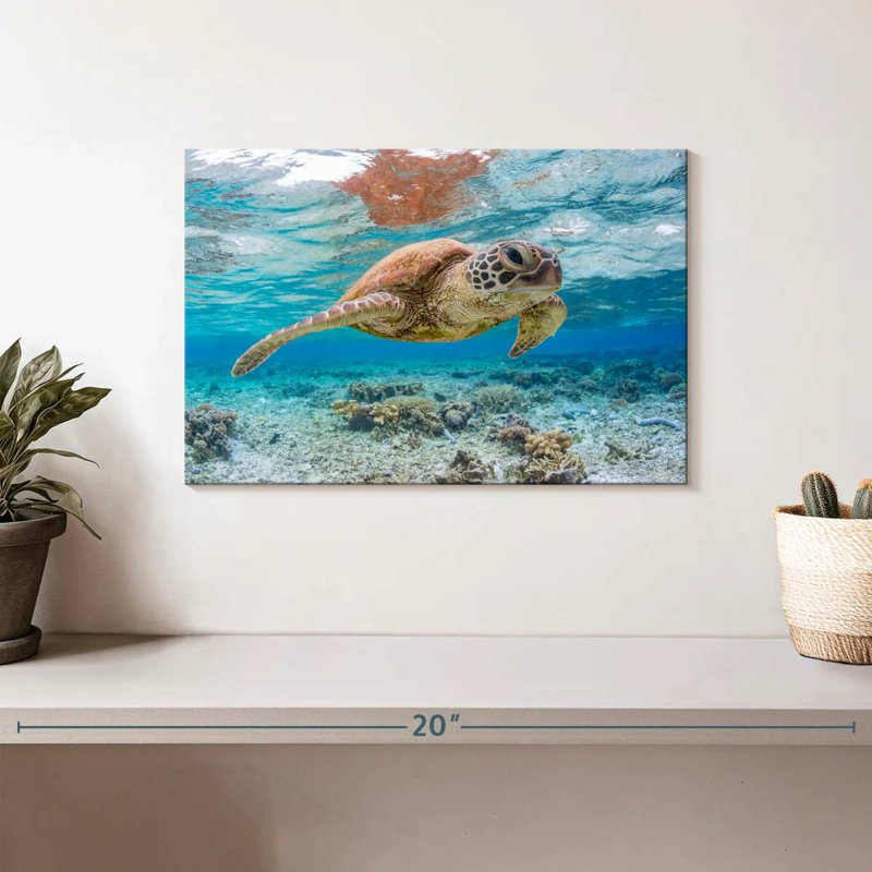 Brampt Galapagos Island Turtle, 8" H x 12" W
